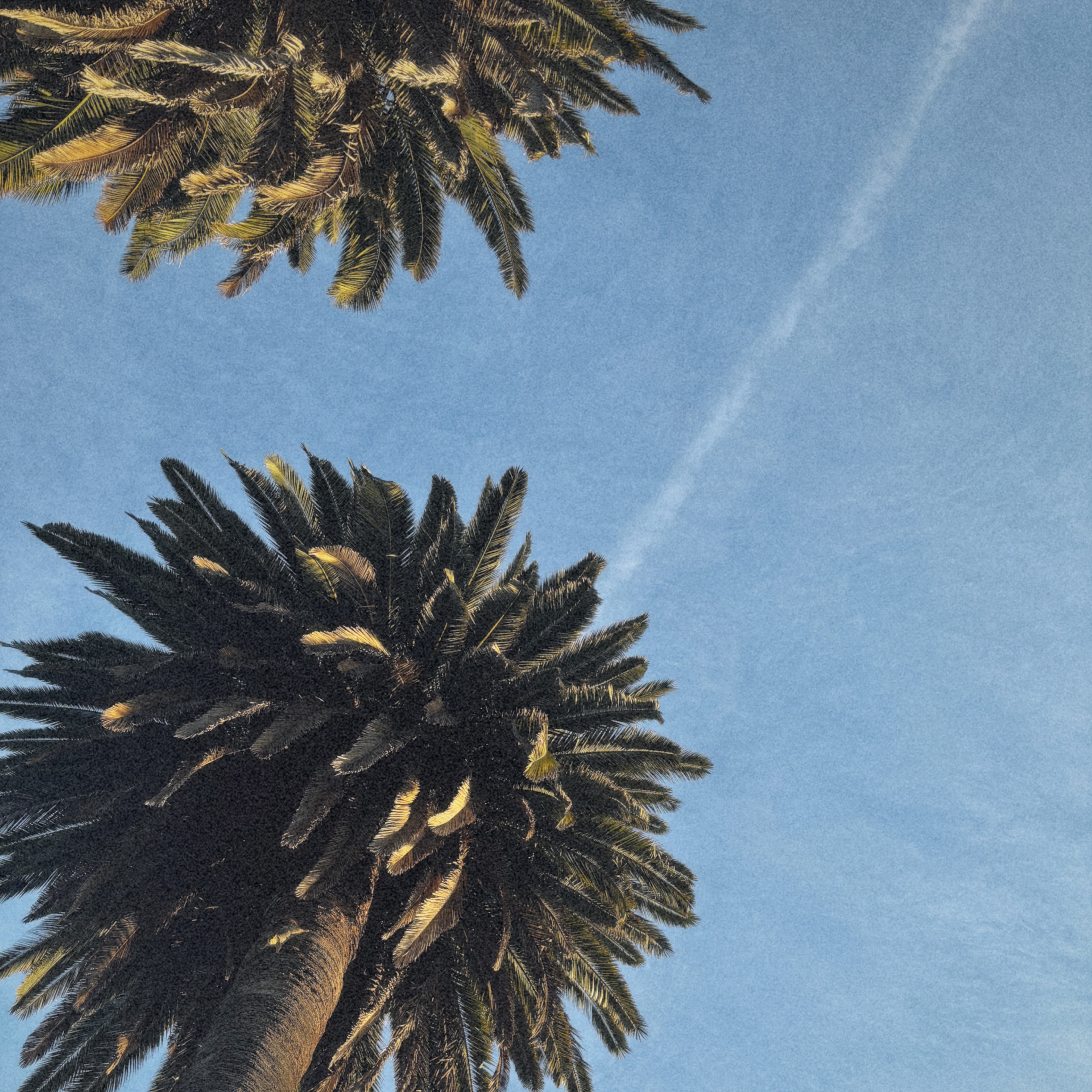 Palm trees against blue sky
